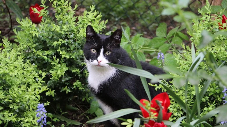 Keep Stray Cats Out Of Your Garden With A Handy Aluminum Foil Hack
