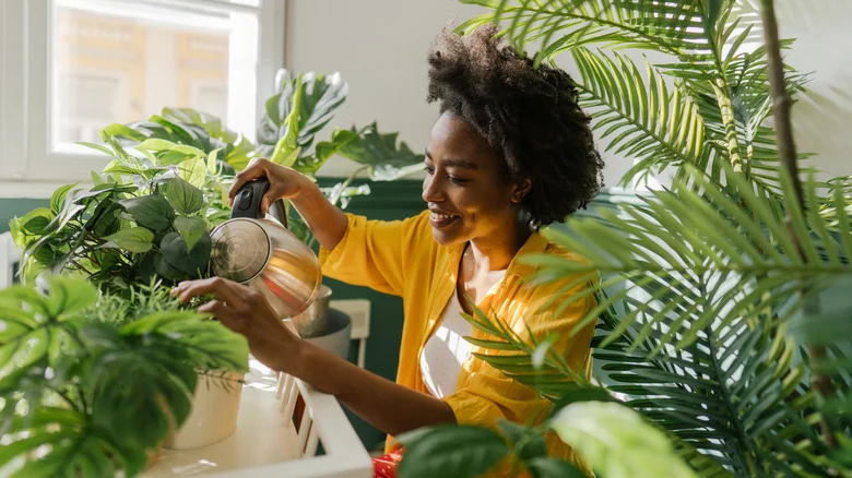 Keep This Potted Plant Indoors To Clear Your Home Of Spiders