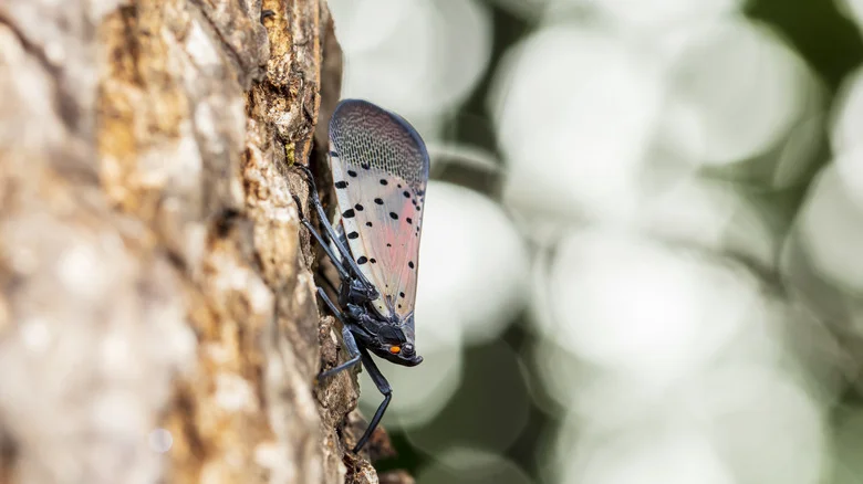 Keep This Tree In Your Yard To Help Trap & Get Rid Of Pesky Spotted Lantern Flies