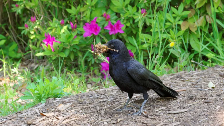 Keep Unwanted Crows Out Of Your Yard With The Help Of A Kitchen Staple