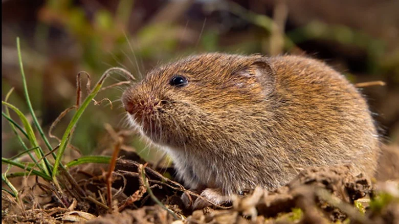 Keep Voles From Eating Your Bulbs By Planting This Beautiful Purple Flower