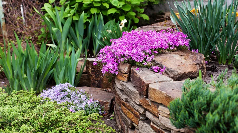 Keep Weeds Out Of Your Garden For Good With This Colorful Plant