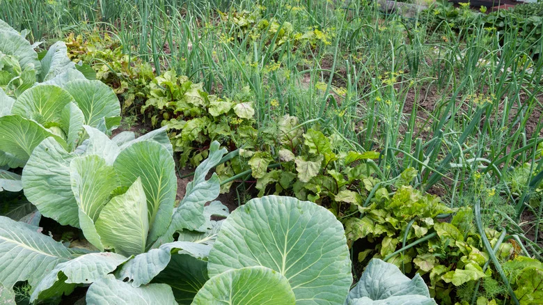 Keep Weeds Out Of Your Vegetable Garden With The Help Of One Fast-Growing Plant
