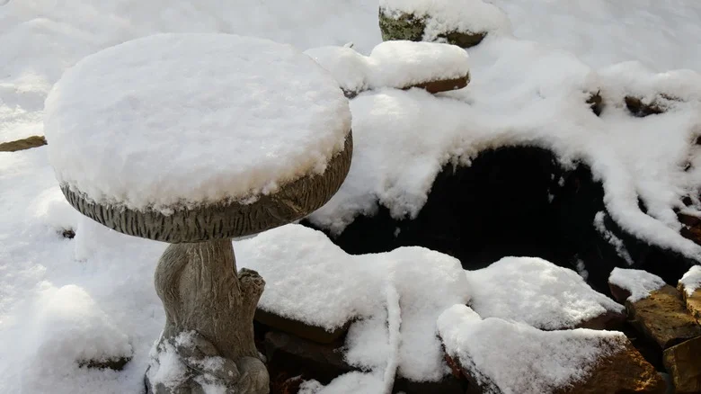 Keep Your Bird Bath From Freezing With This Genius Maintenance Trick