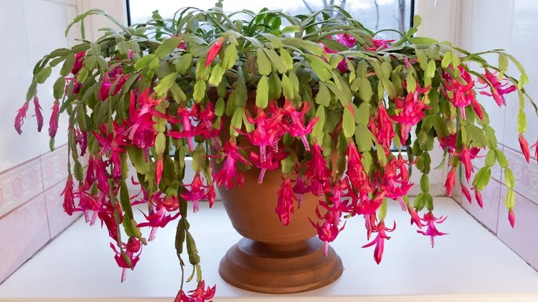 Keep Your Christmas Cactus Nourished With This Common Kitchen Scrap