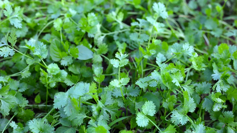 Keep Your Cilantro Thriving: The Tip You Need To Protect This Tender Plant From Frost