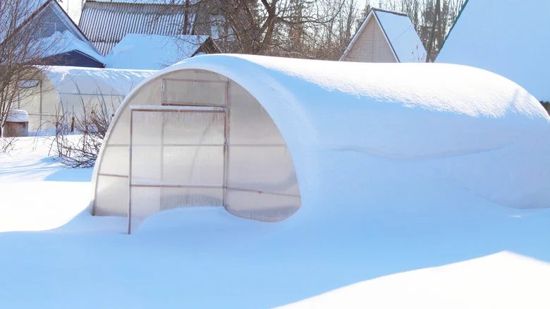 Keep Your Garden Soil From Freezing This Winter With TikTok’s Clever Hoop House