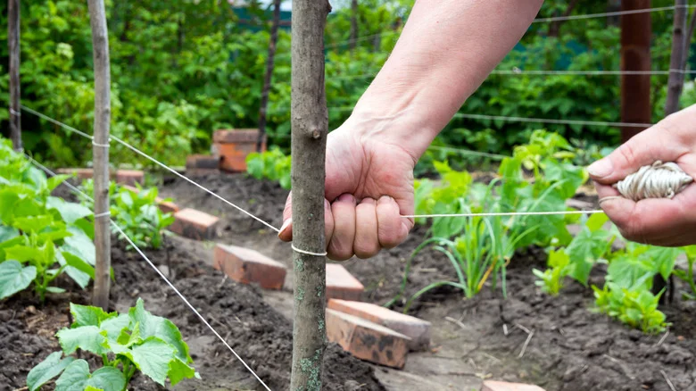 Keep Your Garden Twine Tangle-Free With TikTok’s Genius Water Bottle Hack