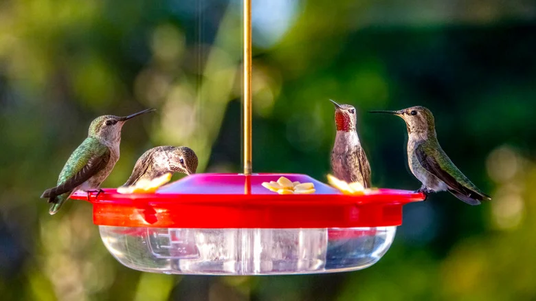 Keep Your Hummingbird Feeder In Tip-Top Shape With This Hydrogen Peroxide Hack
