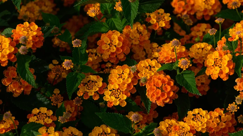 Keep Your Lantana Plants Blooming All Summer Long With One Simple Gardening Tip