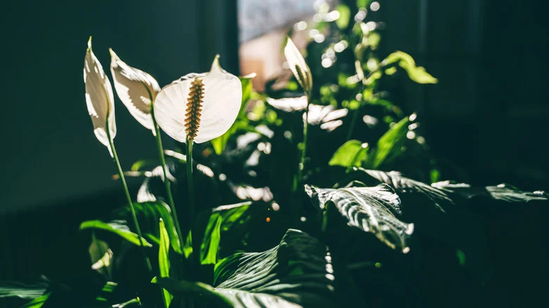 Keep Your Peace Lilies Healthy And Thriving With One Essential Sunlight Tip
