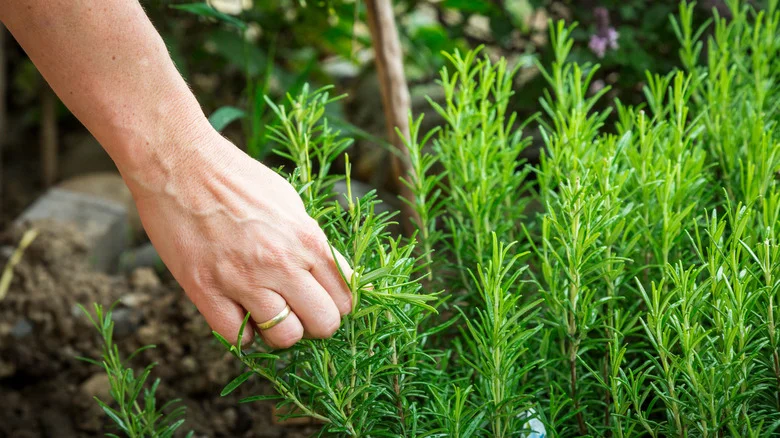 Keep Your Rosemary Plants Thriving All Season Long With A Simple Watering Tip