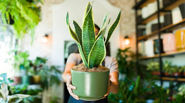 Keep Your Snake Plant Thriving With 14 Clever Hacks And Care Tips