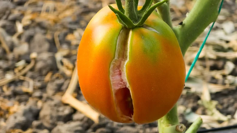Keep Your Tomatoes From Cracking And Splitting With These Easy Tips And Tricks