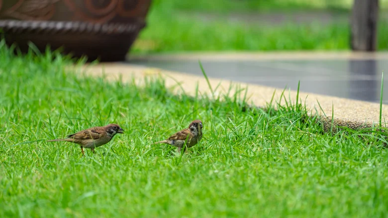 Keeping Birds Safe In Your Garden Starts With This Fertilizer Advice