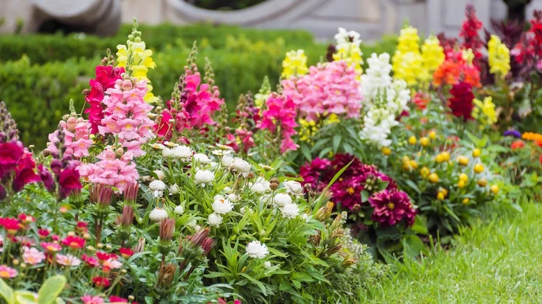 Keeping Your Snapdragons Looking Vibrant Through The Autumn Season