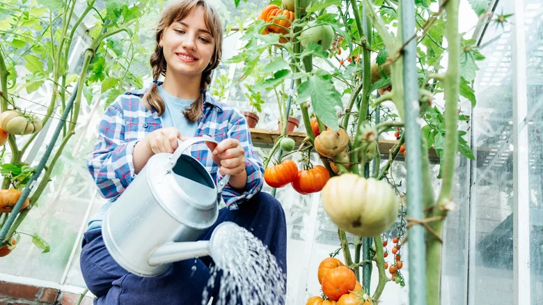 Key Watering Tips You’re Missing For Bigger, Healthier Tomatoes