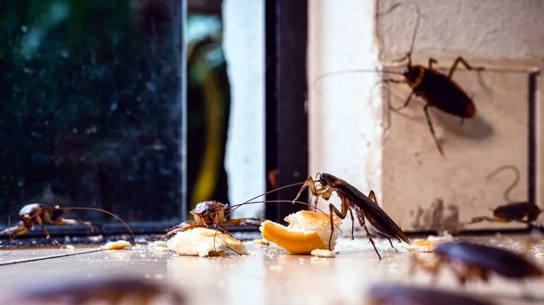 Kick Cockroaches To The Curb With One Popular Scent