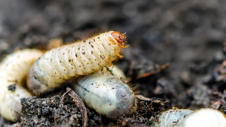 Kick Maggots To The Curb With This Powerful Garden Essential