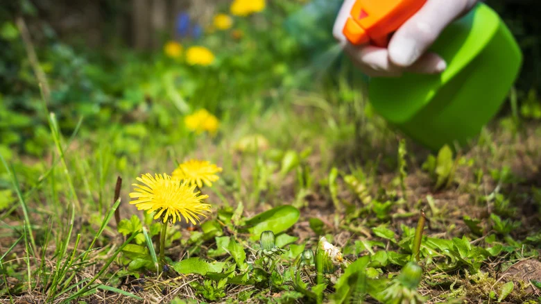 Kill Pesky Garden Weeds Using A Popular Kitchen Ingredient