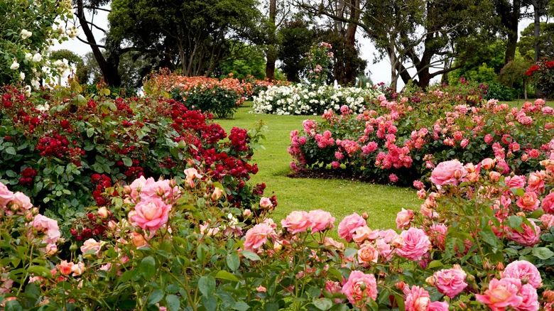Knockout Vs. Heirloom Roses: How To Prune Each Type For More Beautiful Blooms