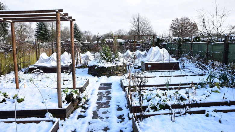 Lake Effect Snow: What To Know About Its Impact On Your Yard And Garden