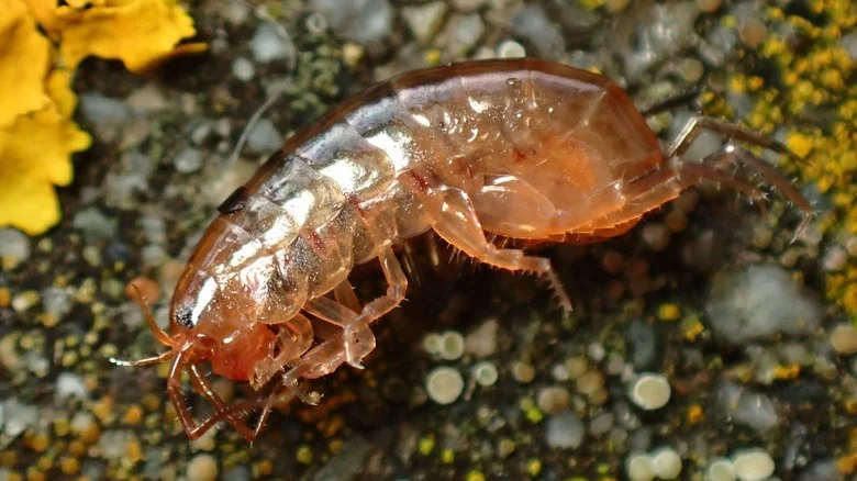 Lawn Shrimp: What Are They, And Should You Be Concerned If You Find One?