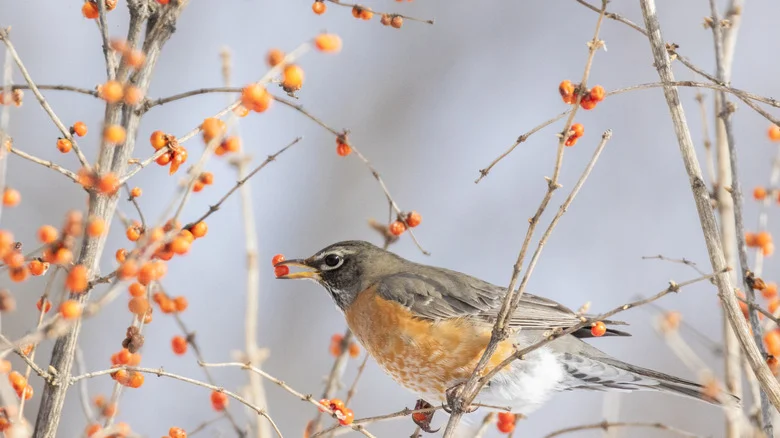 Leave This Dried Fruit Out If You Want To Attract This Type Of Bird To Your Yard