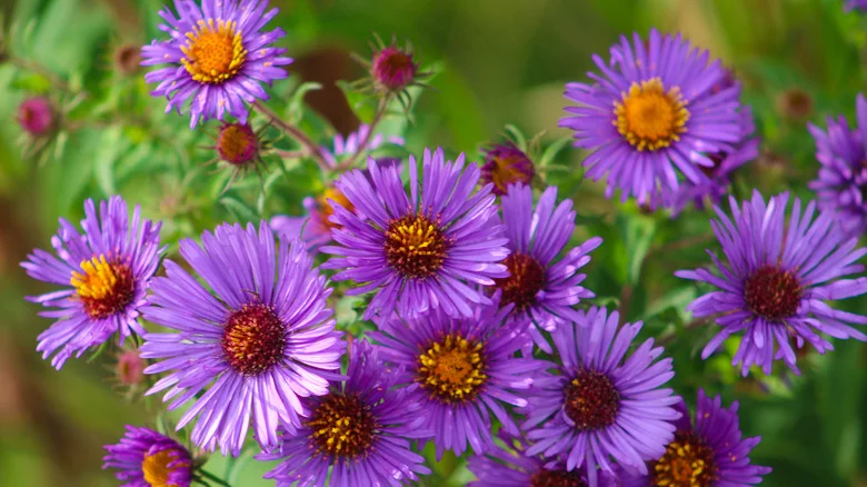 Leave Your Dead Aster Flowers Out Over Winter: The Birds Will Thank You