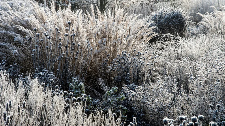 Leave Your Garden Perennials All Winter. Here’s Why