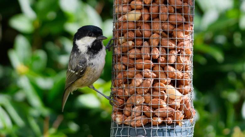 Leftover Foods You Can Use To Feed The Birds In Your Yard