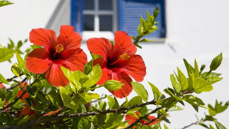 Leftover Ingredients You Can Use To Fertilize Your Hibiscus Plant
