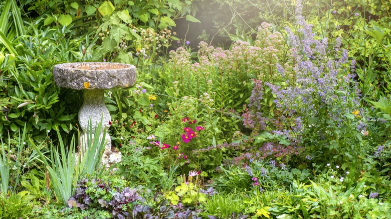 Let Your Summer Plants Self-Seed In The Garden. Here’s Why