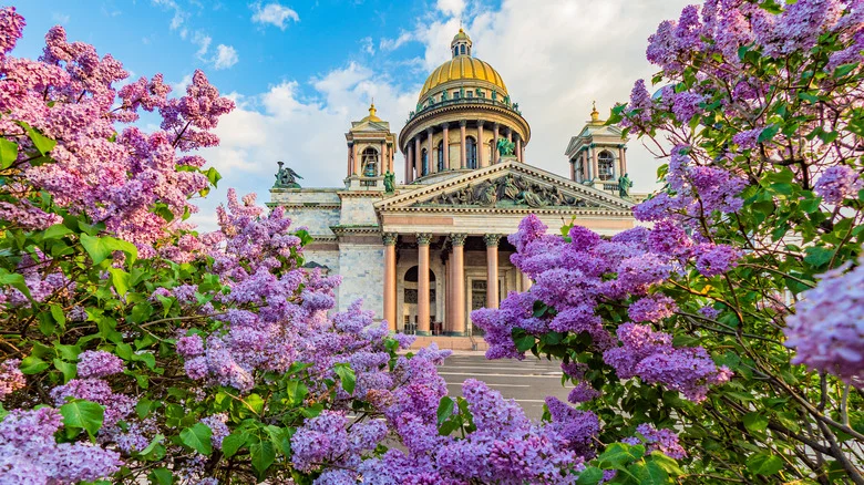 Lilacs: Everything You Need To Know Before Planting