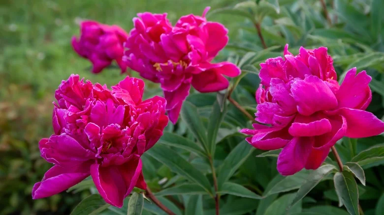 Love Peonies But Live Out Of Their Growing Zone? Try Planting This Colorful Flower