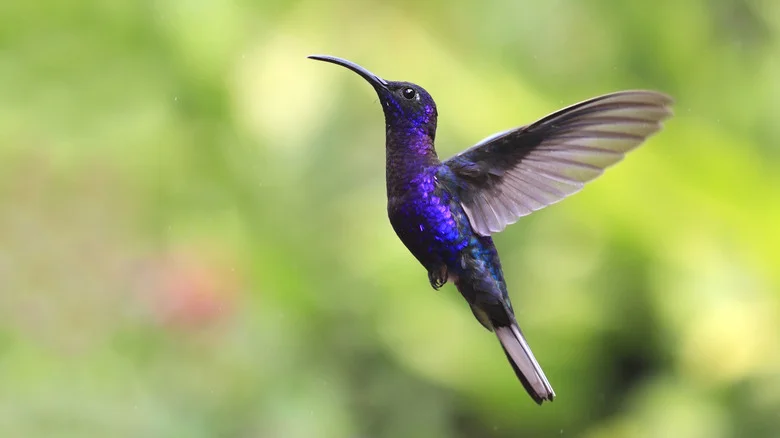 Lure Hummingbirds To Your Yard With A Bright Blue Flower They Can’t Resist