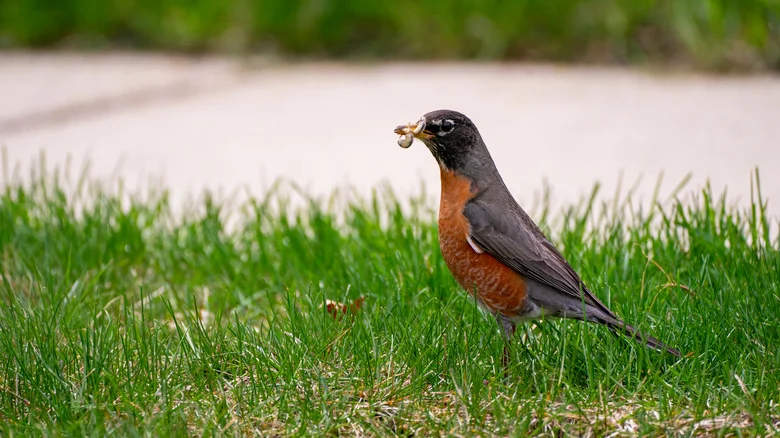 Lure Songbirds To Your Yard To Get Rid Of These Pesky Worms