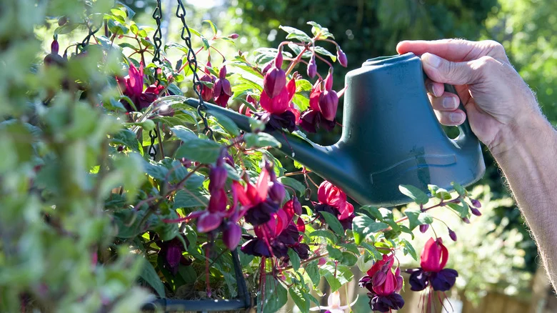 Maintain A Lush Hanging Basket All Summer With These Simple Watering Tricks