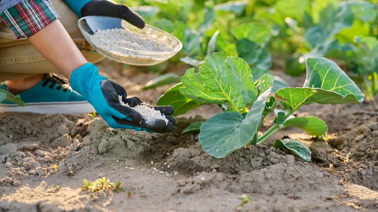 Make A Homemade Slow-Release Fertilizer To Boost Soil Using A Common Kitchen Scrap