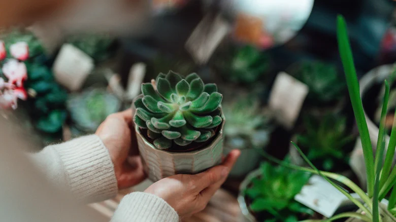 Make A Unique Succulent Ball For Your Garden With A Simple DIY