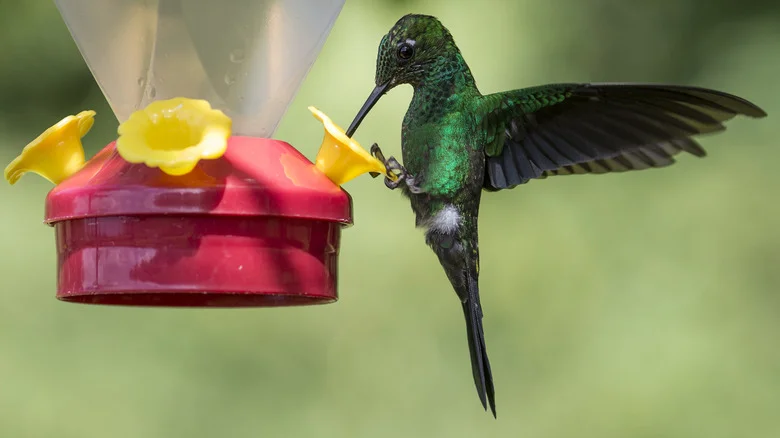 Make Dollar Tree Hummingbird Feeders More Enticing With An Item You Already Own