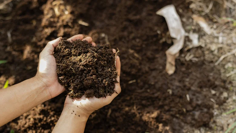 Make One Simple Addition To Your Soil In October For A Thriving Garden Next Spring