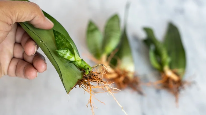 Make The Perfect Mini Succulent Garden With Your Old Egg Cartons