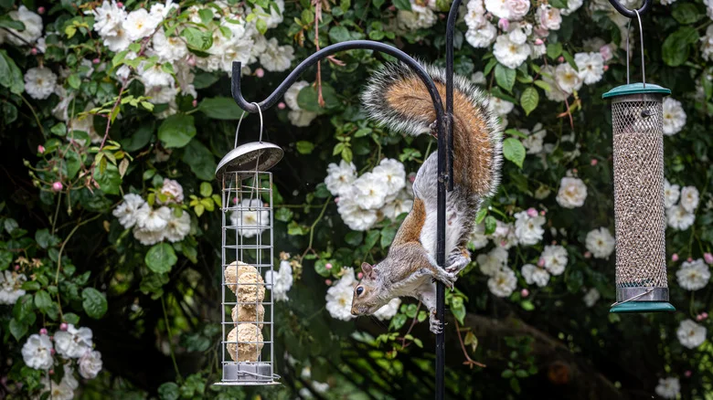 Make Your Bird Feeder Squirrel-Proof With A Simple Item You’d Usually Trash
