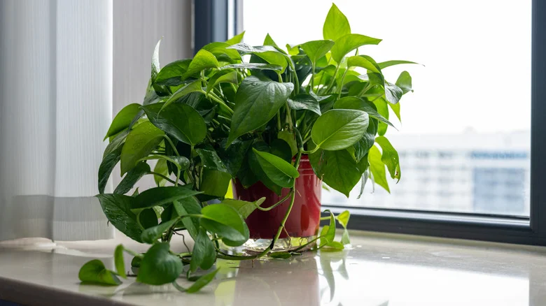 Make Your Climbing Potted Plants Look Fuller With One Essential Tip