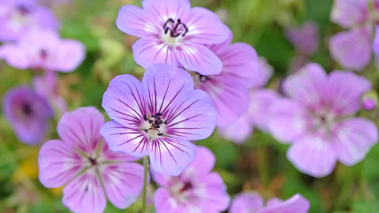 Make Your Hardy Geraniums Bloom Again With One Quick And Easy Gardening Tip