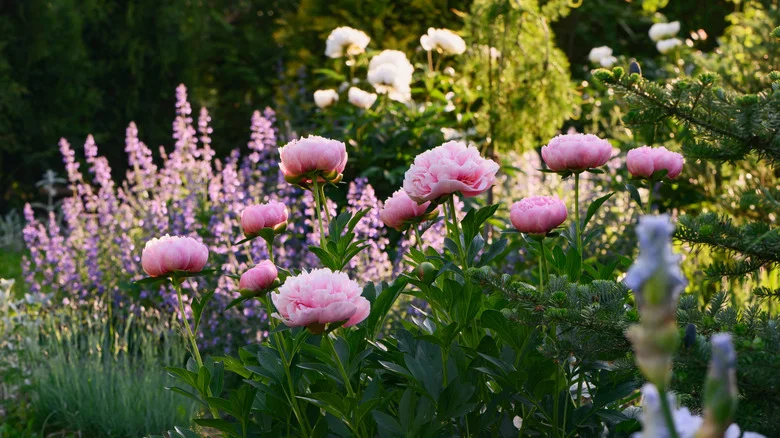 Make Your Peonies Last All Summer Long With Parchment Paper And The Fridge