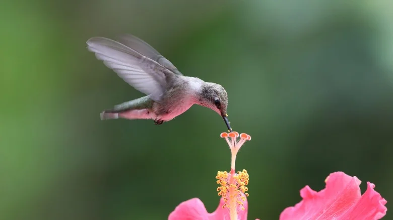 Make Your Yard A Hummingbird Haven With A Stunning DIY They Can’t Resist