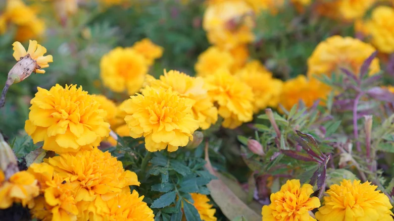 Marigolds Vs. Wasps: Old Wives’ Tale Or Effective Deterrent?