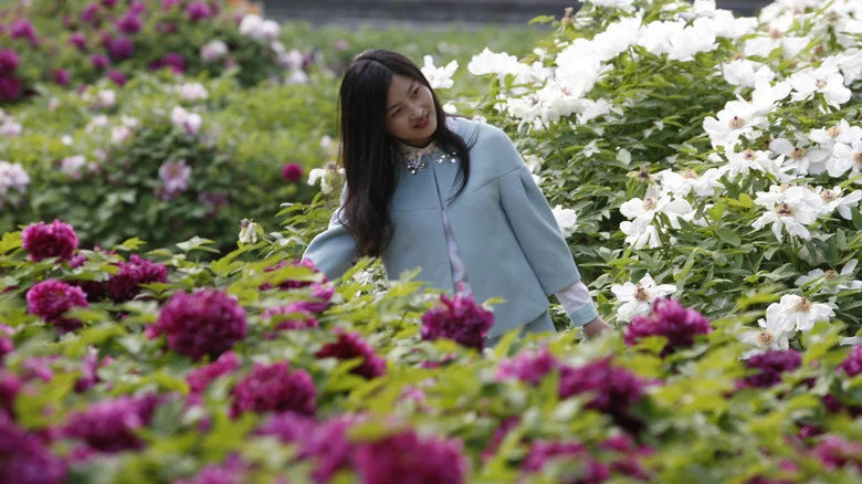Martha Stewart Explains The Difference Between Tree Peonies And Herbaceous Peonies